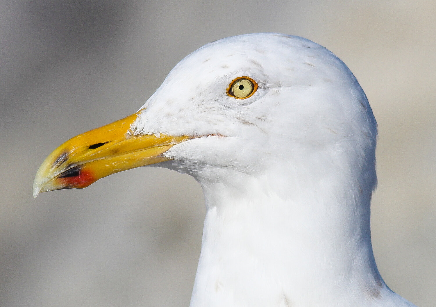 Seagulls, Stop It Now!